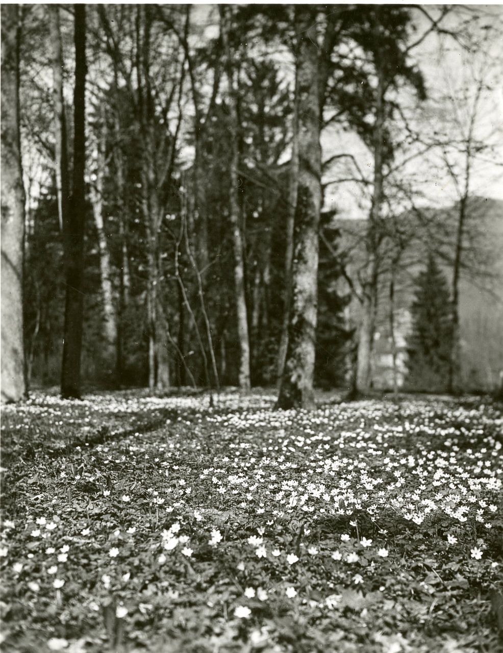 Fotografie, Sissach, Schloss Ebenrain, Allee im Frühling