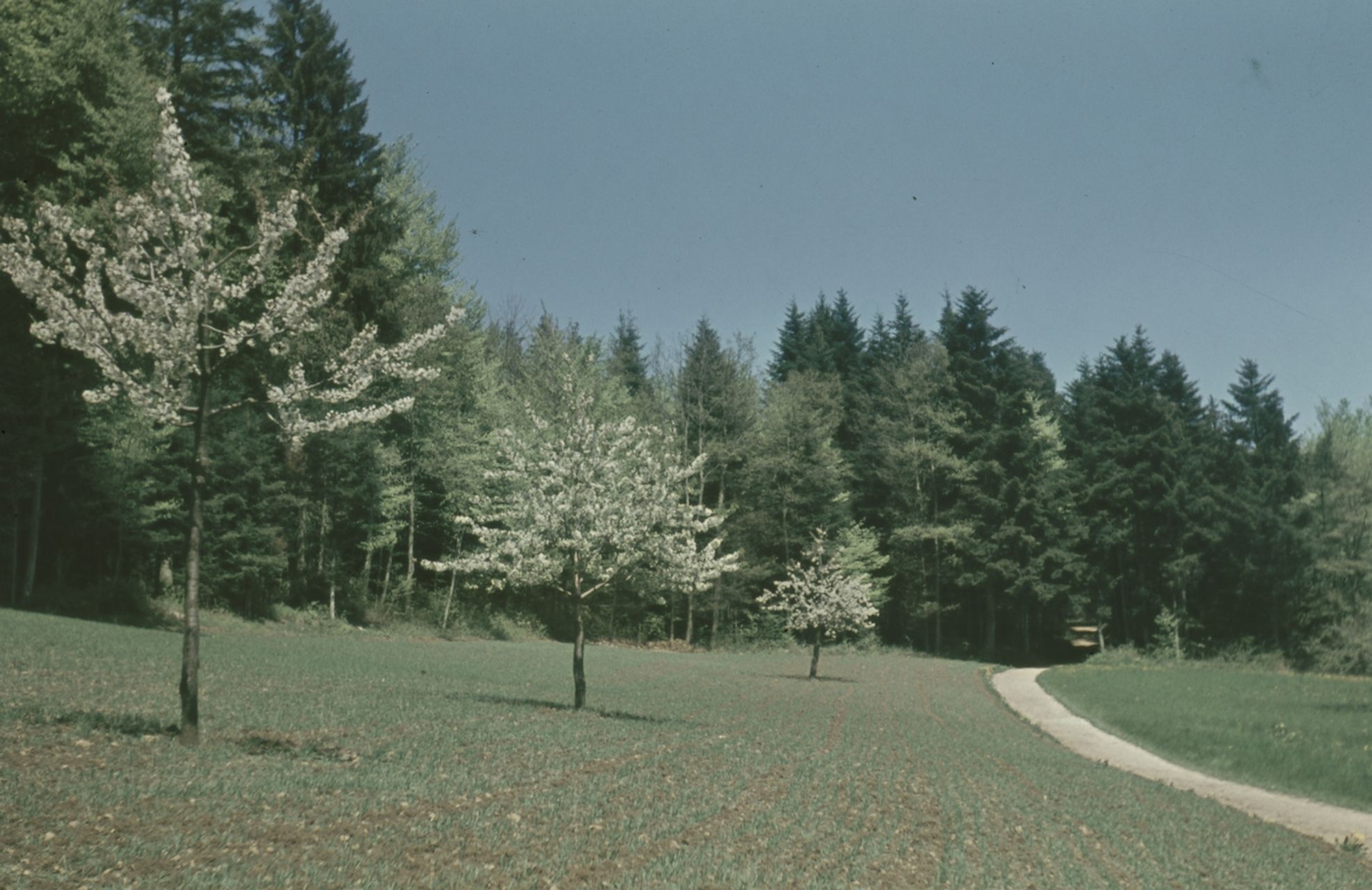 Fotografie, Gelterkinden, Weg zur Farnsburg