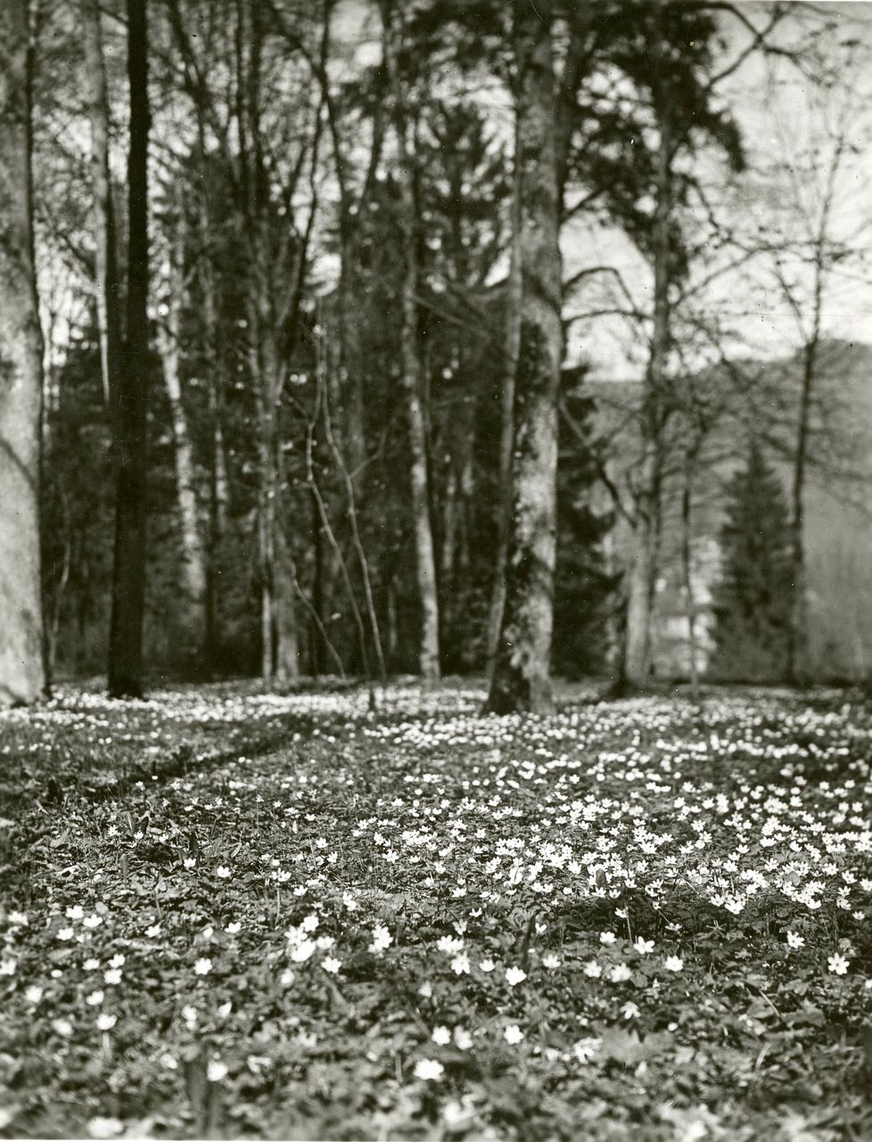 Fotografie, Sissach, Schloss Ebenrain, Allee im Frühling