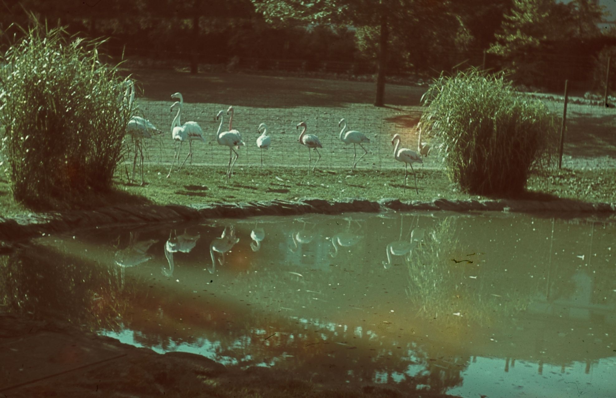 Fotografie, Basel, Zoo