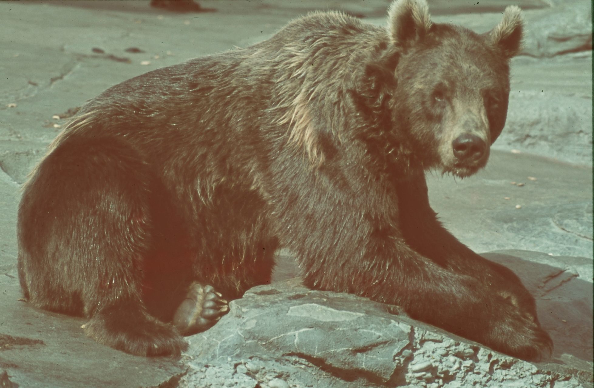 Fotografie, Basel, Braunbär im Zoo