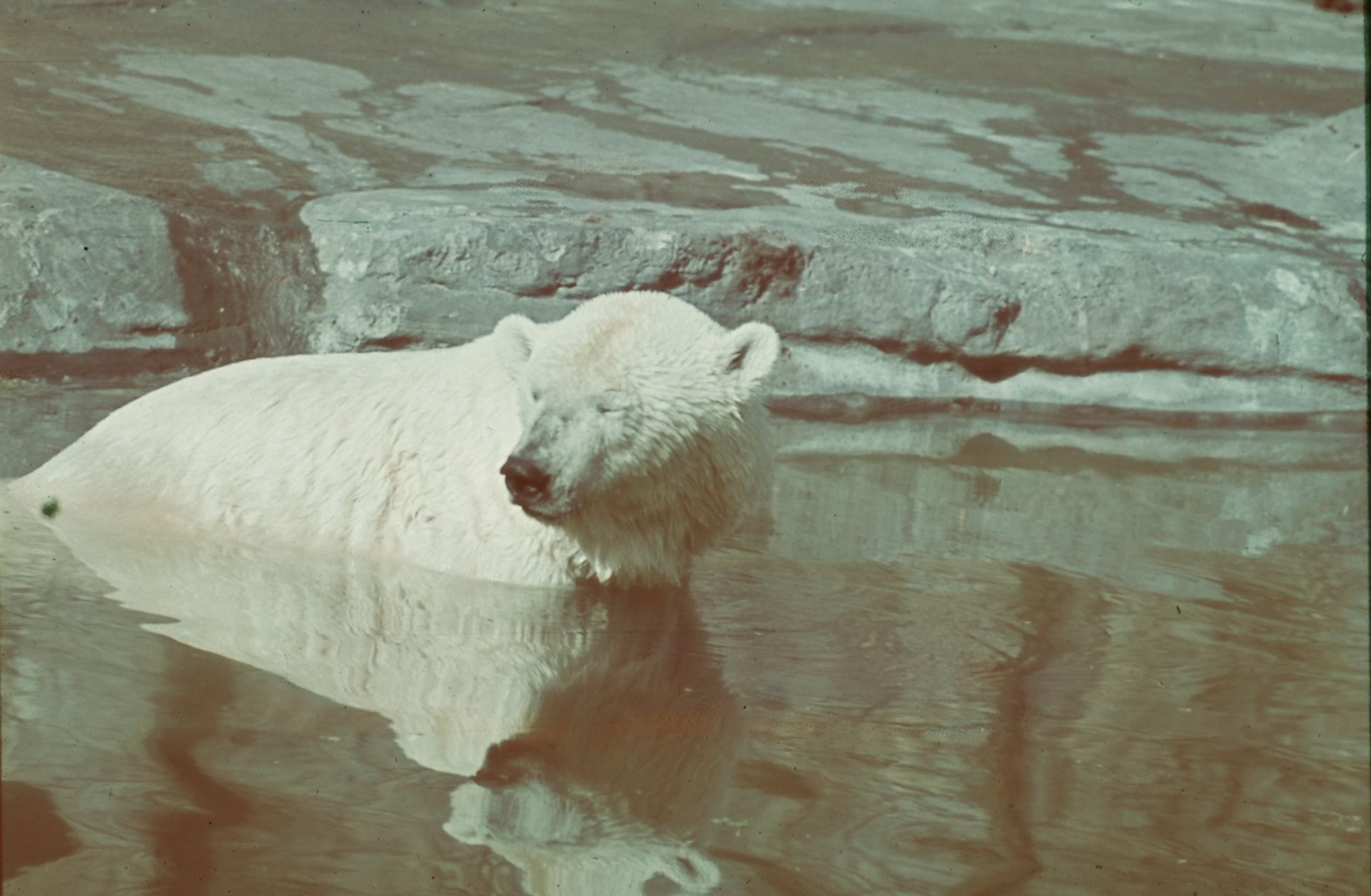 Fotografie, Basel, Zoo