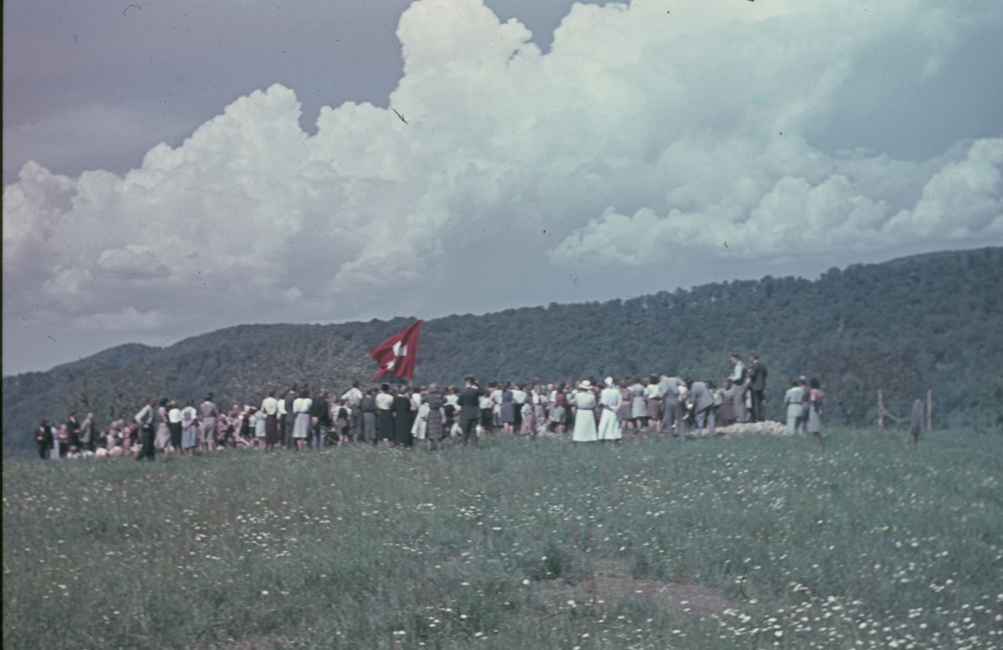 Fotografie, Liestal, Pflanzen der Friedenslinde