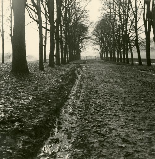 Fotografie, Sissach, Schloss Ebenrain, Allee