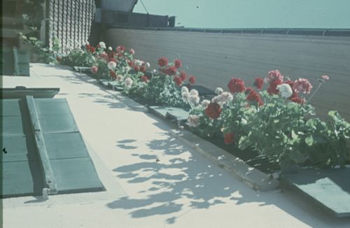 Fotografie, Blumenschmuck am Fenster