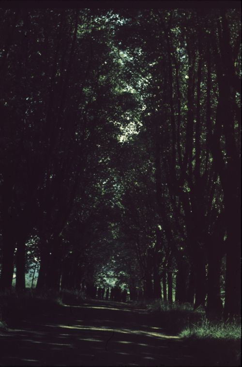 Fotografie, Sissach, Schloss Ebenrain, Allee