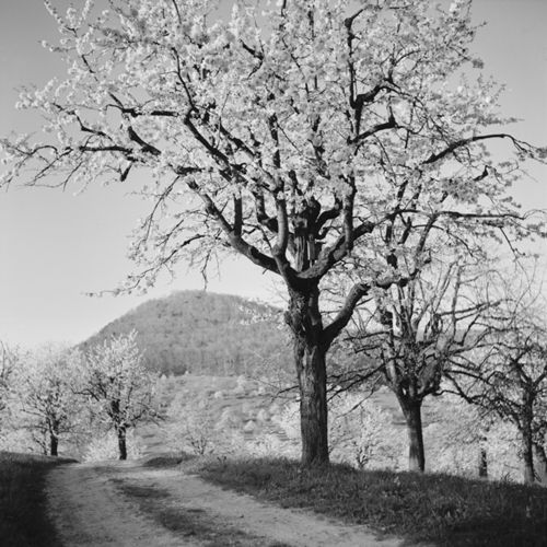 Fotografie, Liestal, Röserental