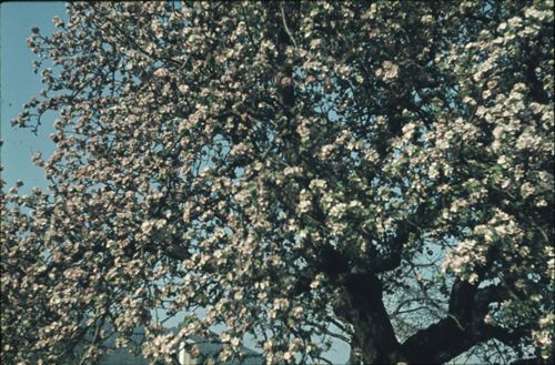 Fotografie, Sissach, blühender Apfelbaum