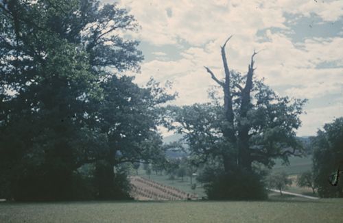 Fotografie, Bubendorf, alte Eichen bei Wildenstein