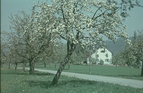 Fotografie, Liestal, Eglisacker im Frühling