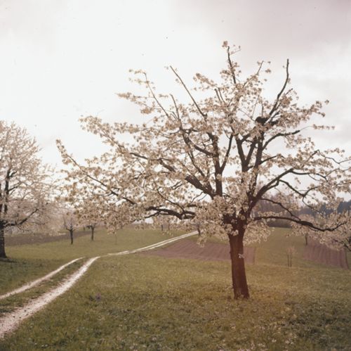 Fotografie, Birstal, Chirsibluest