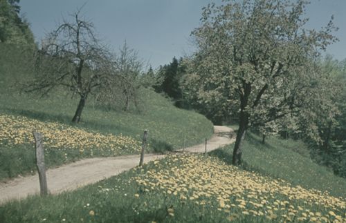 Fotografie, Gelterkinden, Oberer Homberg, Weg zur Farnsburg