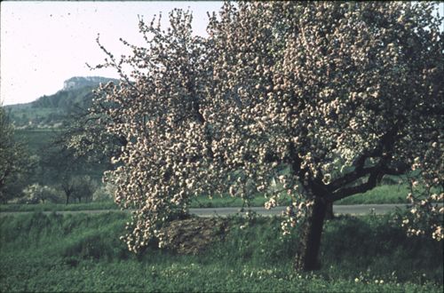 Fotografie, Zunzgen, Baumblüten