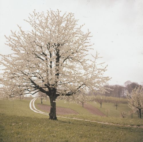 Fotografie, Birstal, Chirsibluest