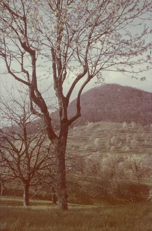 Fotografie, Liestal, Röserental