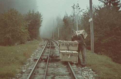 Fotografie, Brieftauben-Transportkörbe