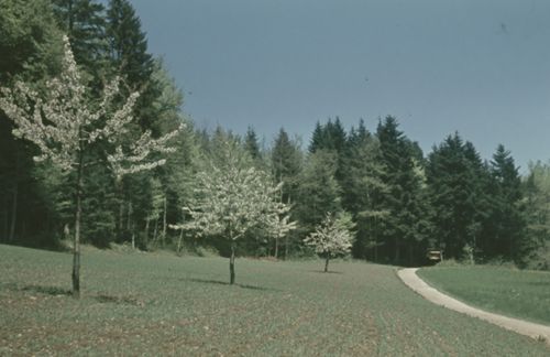 Fotografie, Gelterkinden, Weg zur Farnsburg