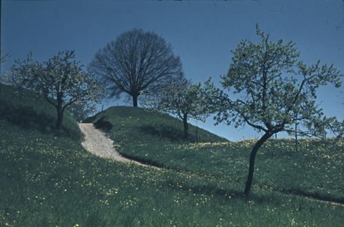 Fotografie, Gelterkinden, bei Ober-Homberg