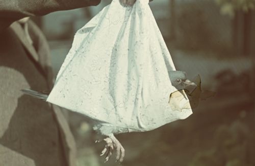 Fotografie, Brieftaube
