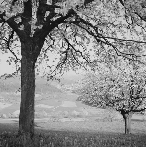 Fotografie, Liestal, Röserental