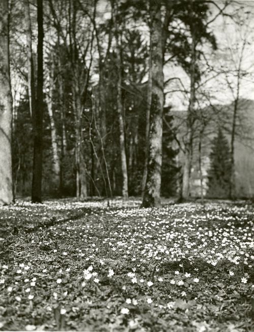 Fotografie, Sissach, Schloss Ebenrain, Allee im Frühling