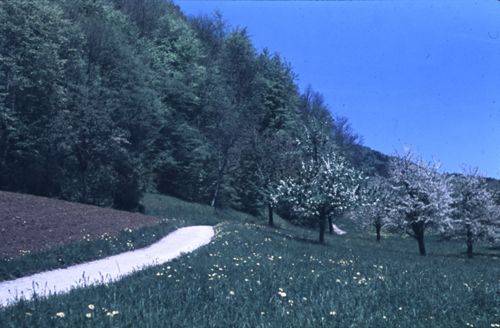 Fotografie, Gelterkinden, Weg zum mittleren Homberg und Farnsburg
