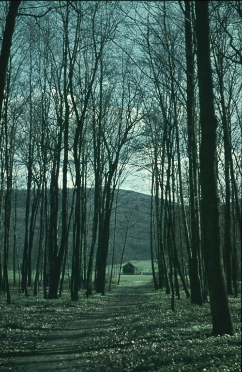 Fotografie, Pratteln, Hardwald