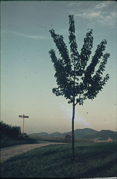 Fotografie, Lampenberg, Obetsmatt