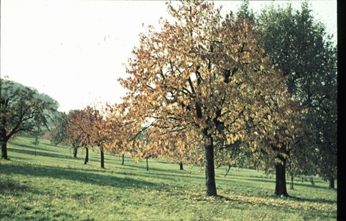 Fotografie, Pratteln, Erli, Obstbäume