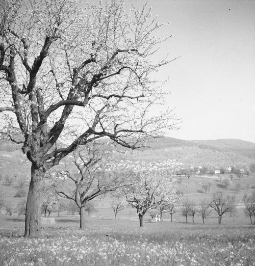 Fotografie, Frenkendorf Erli -> Füllinsdorf