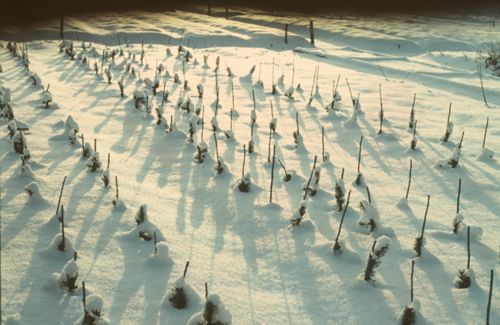 Fotografie, Liestal, Schleifenberg, Baumschule im Winter