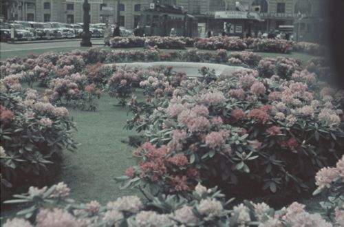 Fotografie, Basel, Centralbahnplatz, Blumenrabatte