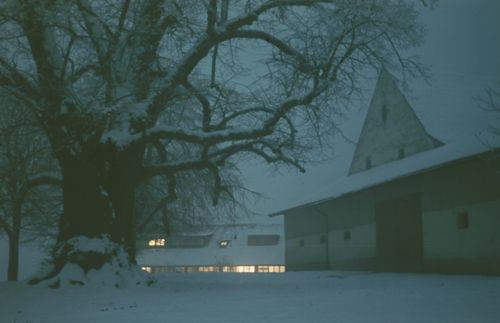Fotografie, Landheim Farnsburg, Linden im Winter