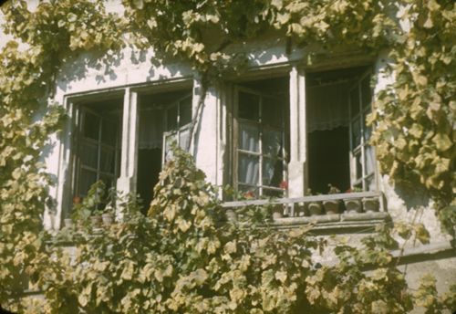 Fotografie, Fenster mit Reblaub