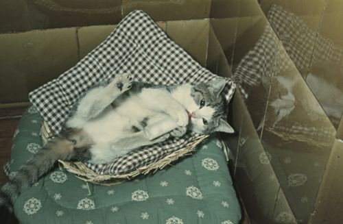 Fotografie, Liestal, Katze 3