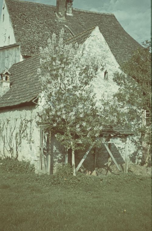 Fotografie, Baumblüte bei Bauernhaus