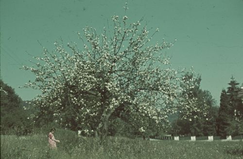 Fotografie, Liestal, Kinder unter Baumblüte