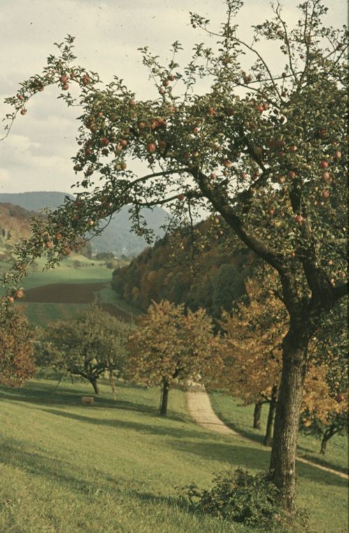 Fotografie, Liestal, Röserental