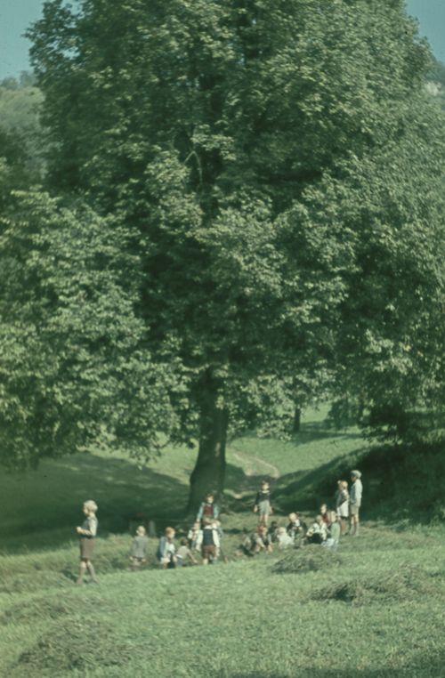 Fotografie, Liestal, alte Linde beim Chüngelbrunnen