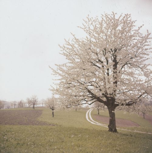 Fotografie, Birstal, Chirsibluest
