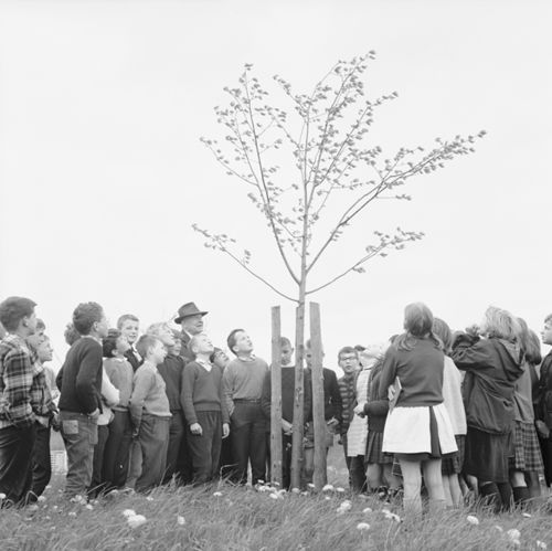 Fotografie, Liestal, Friedenslinde, Klasse C.A.Ewald