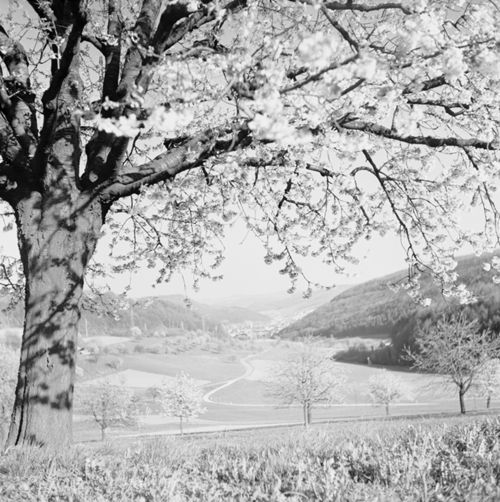 Fotografie, Liestal, Röserental