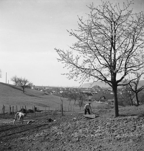 Fotografie, Pratteln, Erli, Feldarbeiten