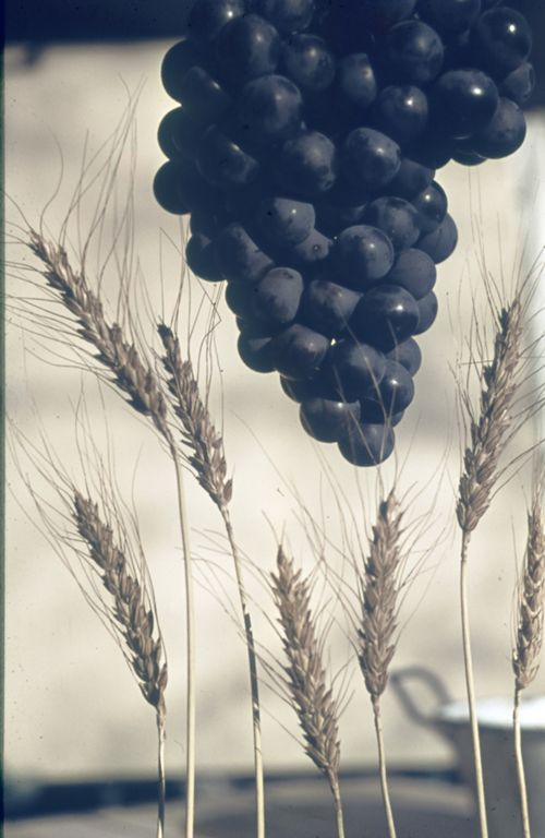 Fotografie, "Brot und Wein", Weintrauben mit Ähren