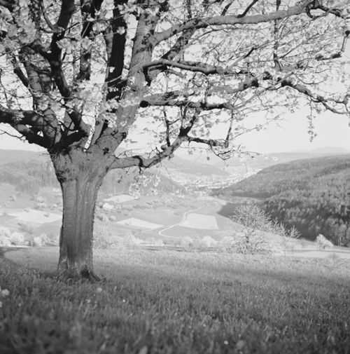 Fotografie, Liestal, Röserental