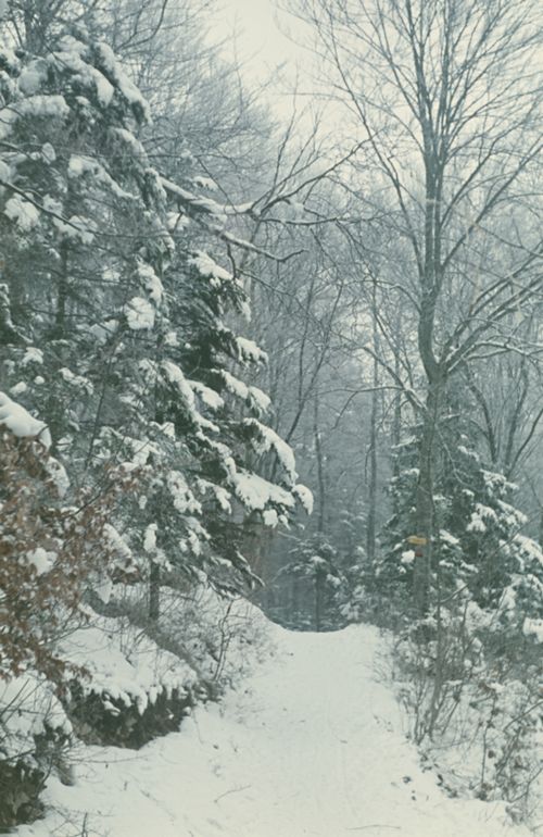 Fotografie, Beim Farnsburghof, Waldweg im Winter