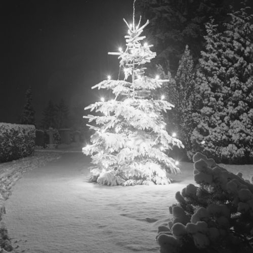 Fotografie, Liestal, Friedhof im Winter