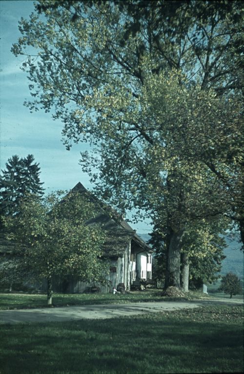Fotografie, Aesch, Schwarzpappel beim Schürhof