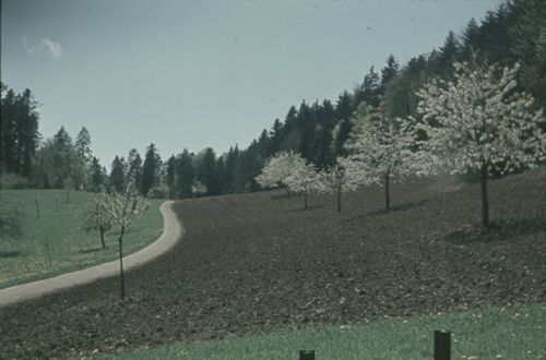 Fotografie, Gelterkinden, Weg zur Farnsburg