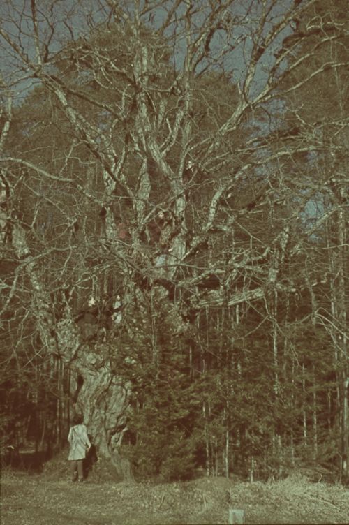 Fotografie, Liestal, Oristal, alte Hagebuche